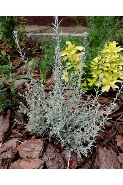 Цмин піщаний Талл Керрі посадка